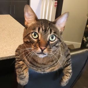 Meet your Posher, Nikki